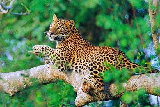 Wildlife Safari Tour